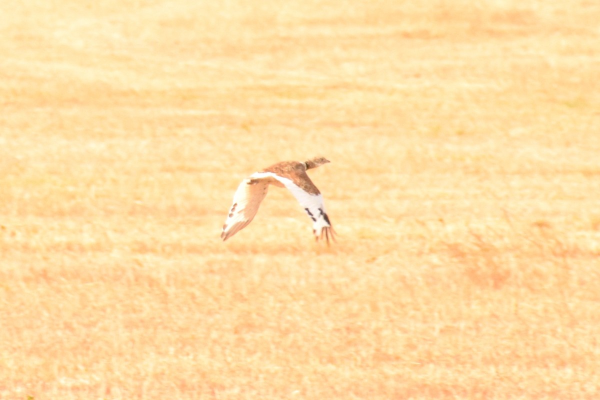 Little Bustard - ML646933543