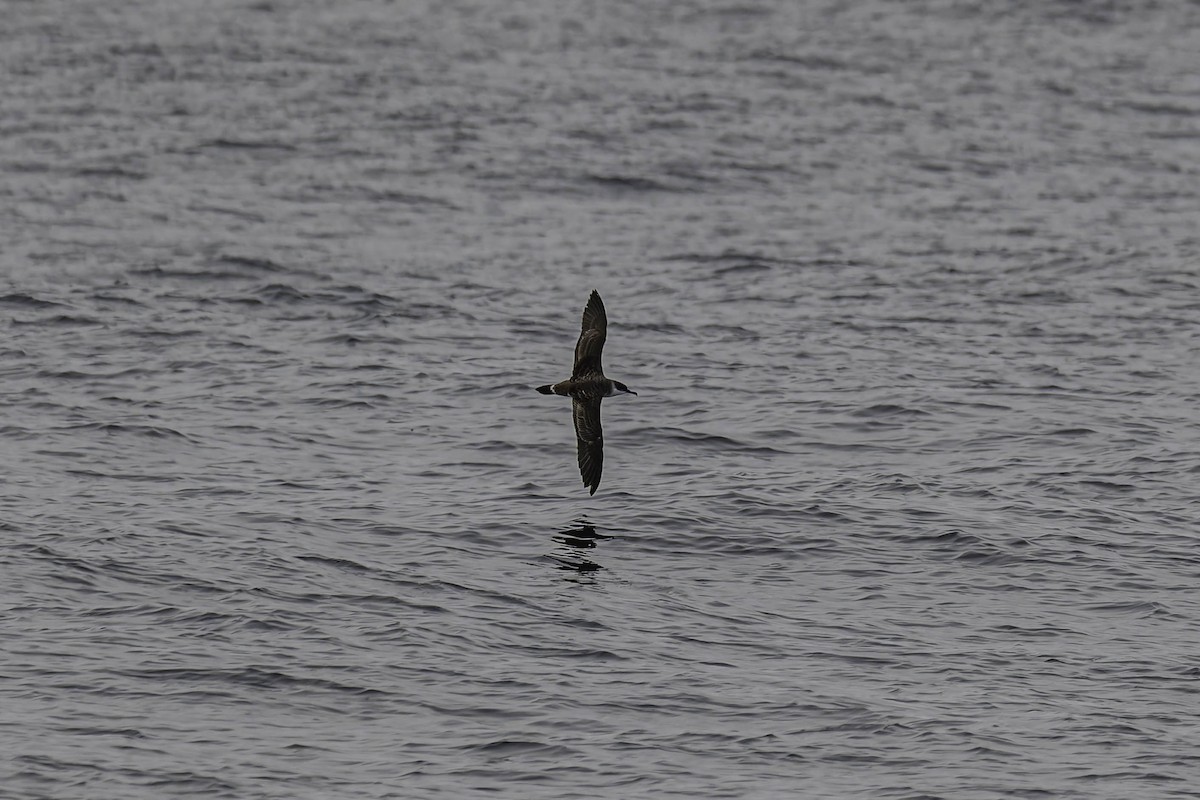 Gabai handia - ML646933546