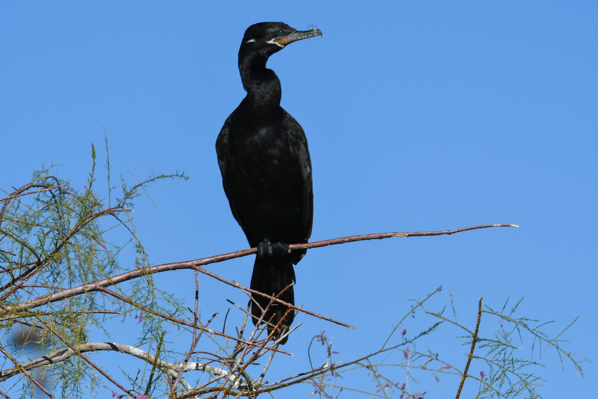 Neotropic Cormorant - ML646933548