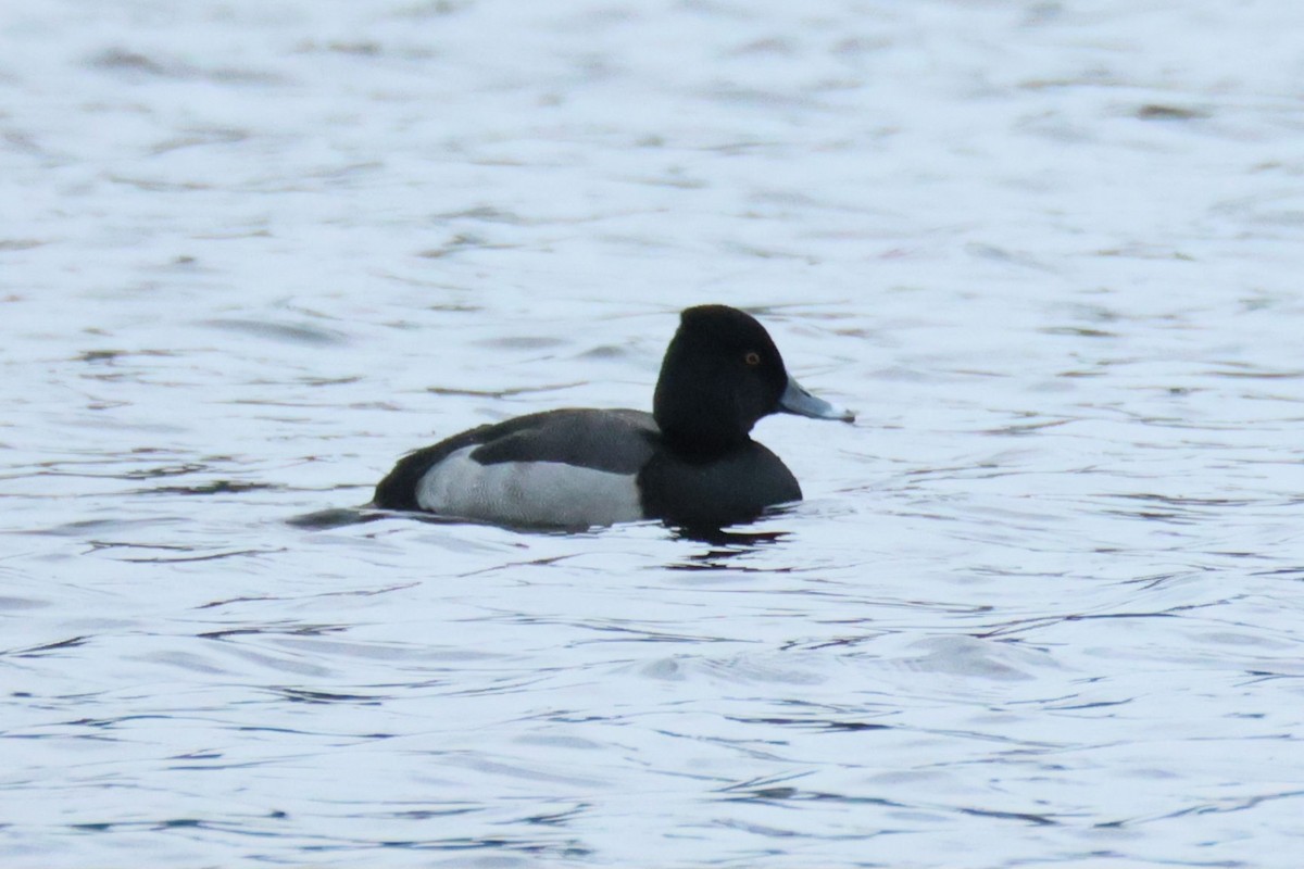 Ring-necked Duck x Lesser Scaup (hybrid) - ML646933549