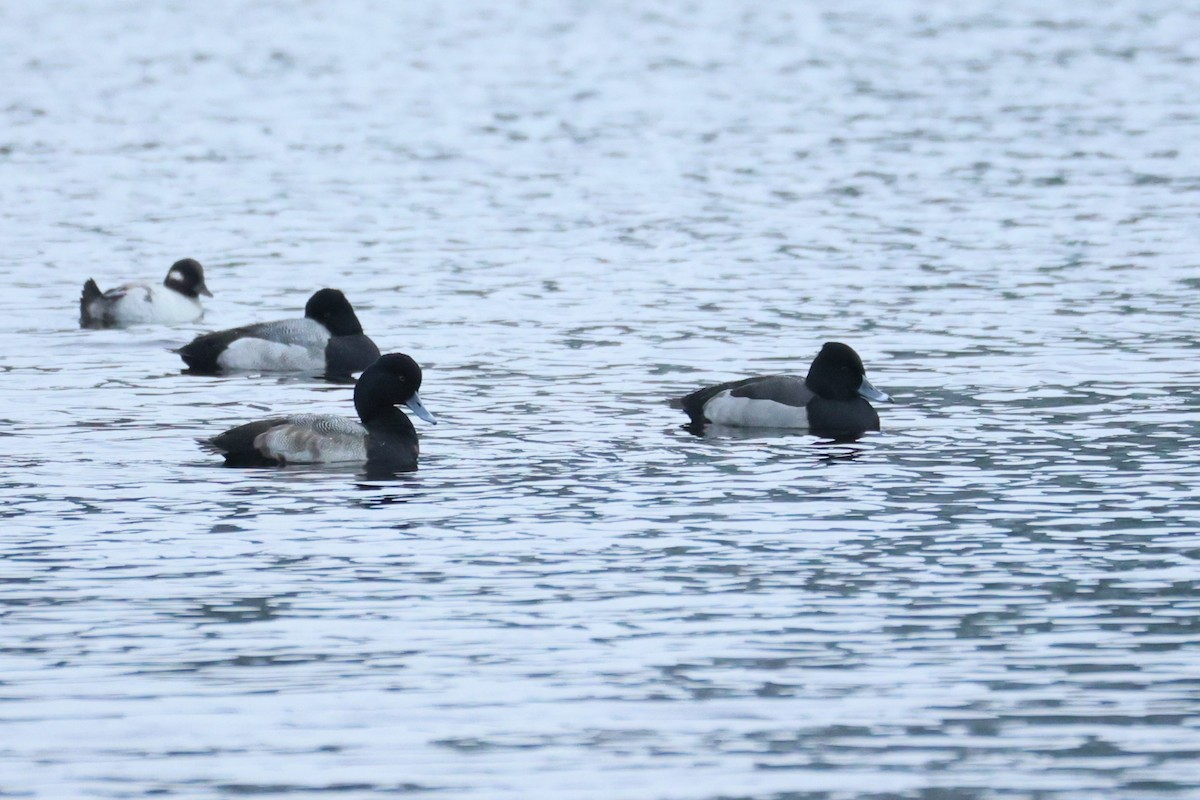 Ring-necked Duck x Lesser Scaup (hybrid) - ML646933550