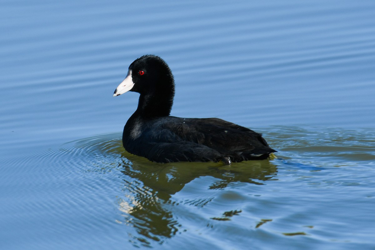 American Coot - ML646933552