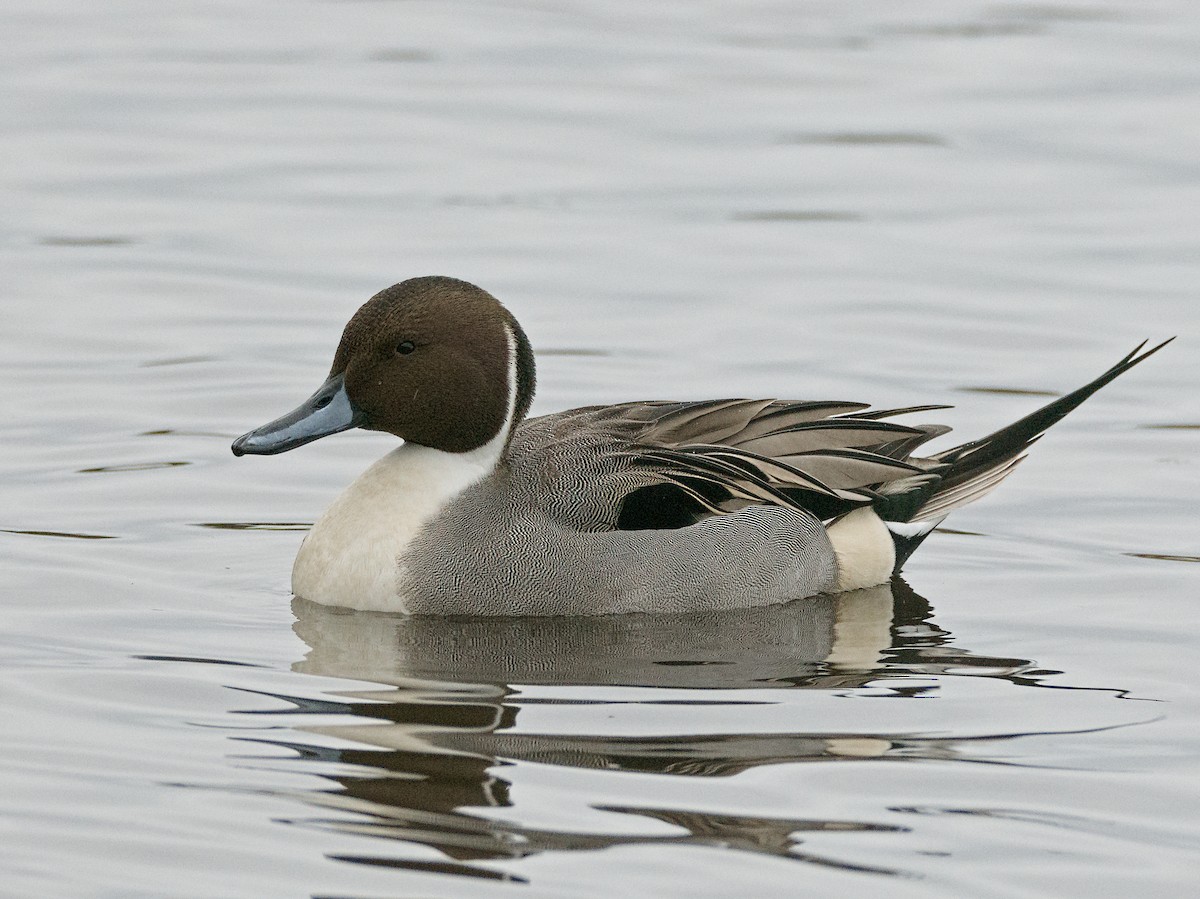 stjertand - ML646933556