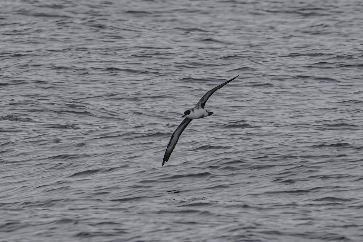 Gabai handia - ML646933566