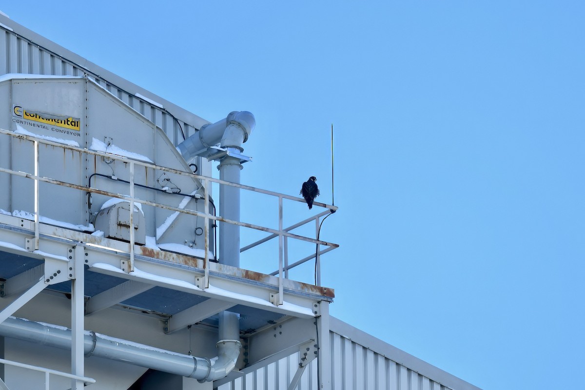 Halcón Peregrino - ML646933567