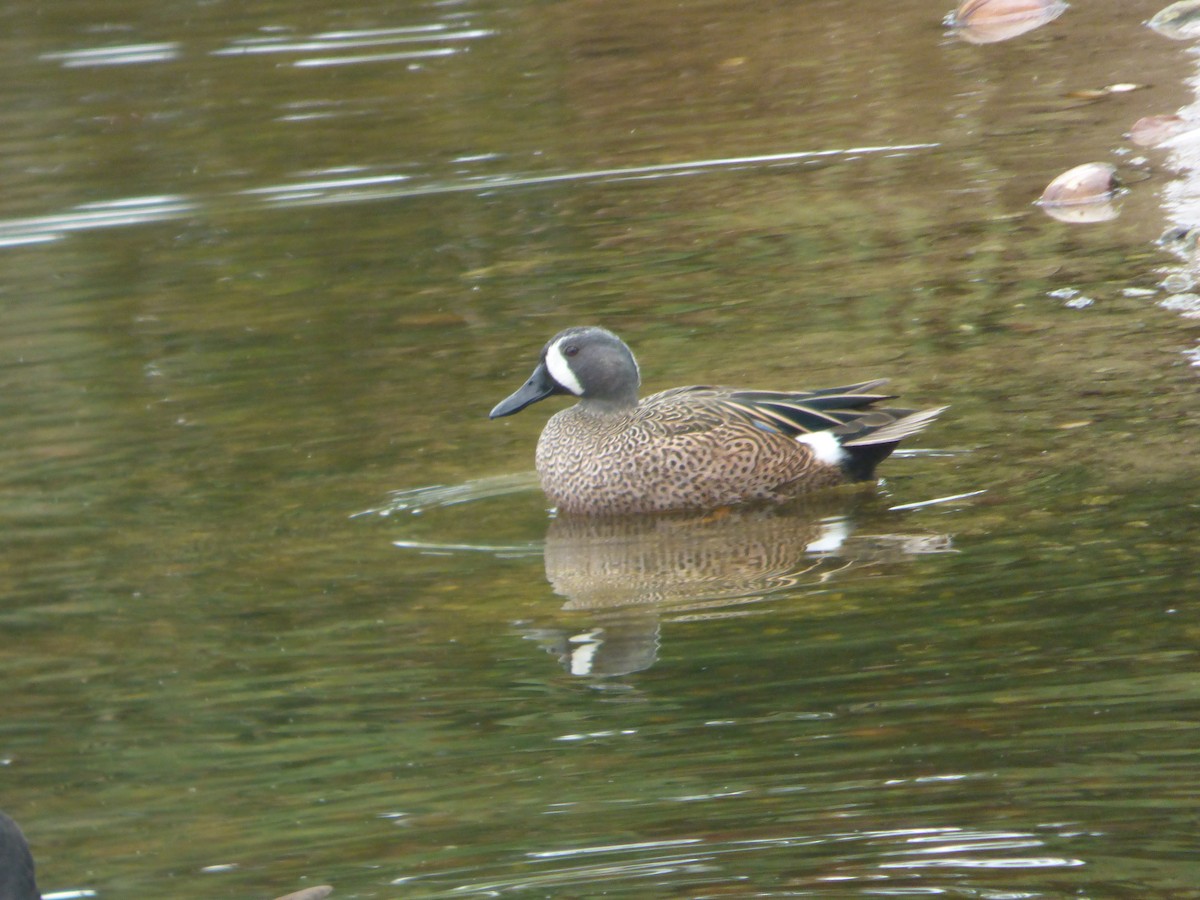 blåvingeand - ML646933572