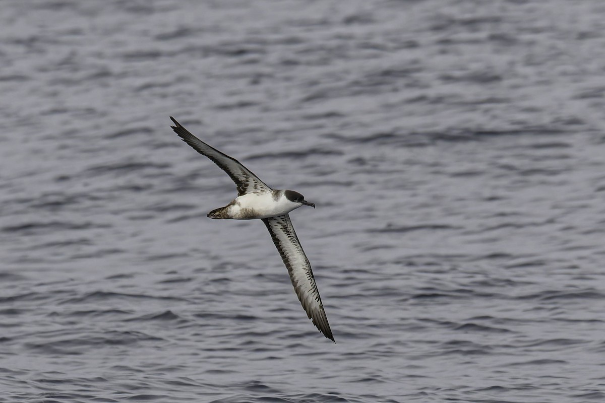 Gabai handia - ML646933582