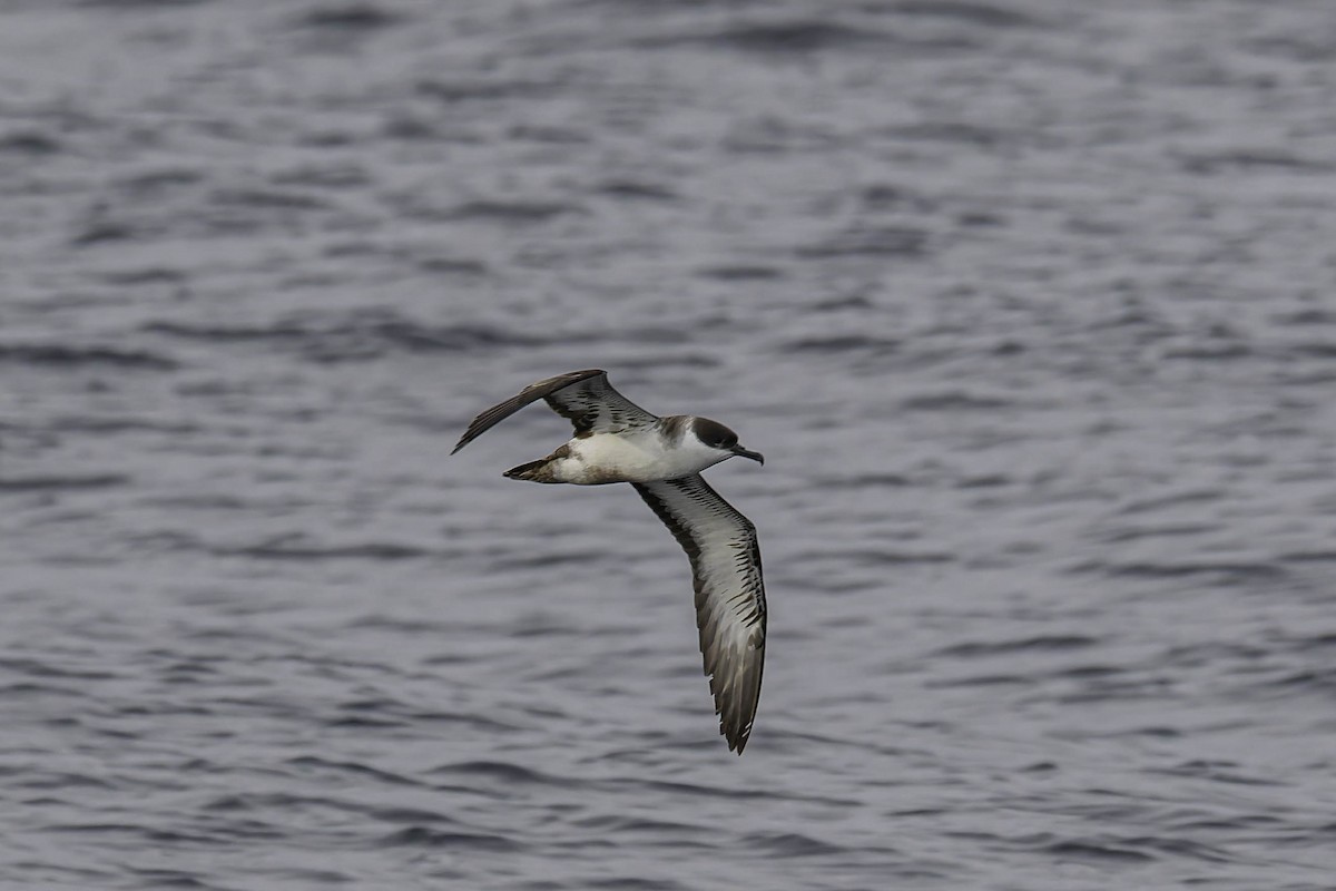 Gabai handia - ML646933588