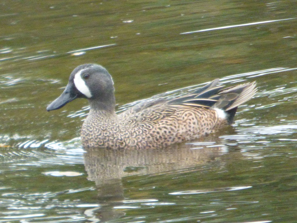 blåvingeand - ML646933589