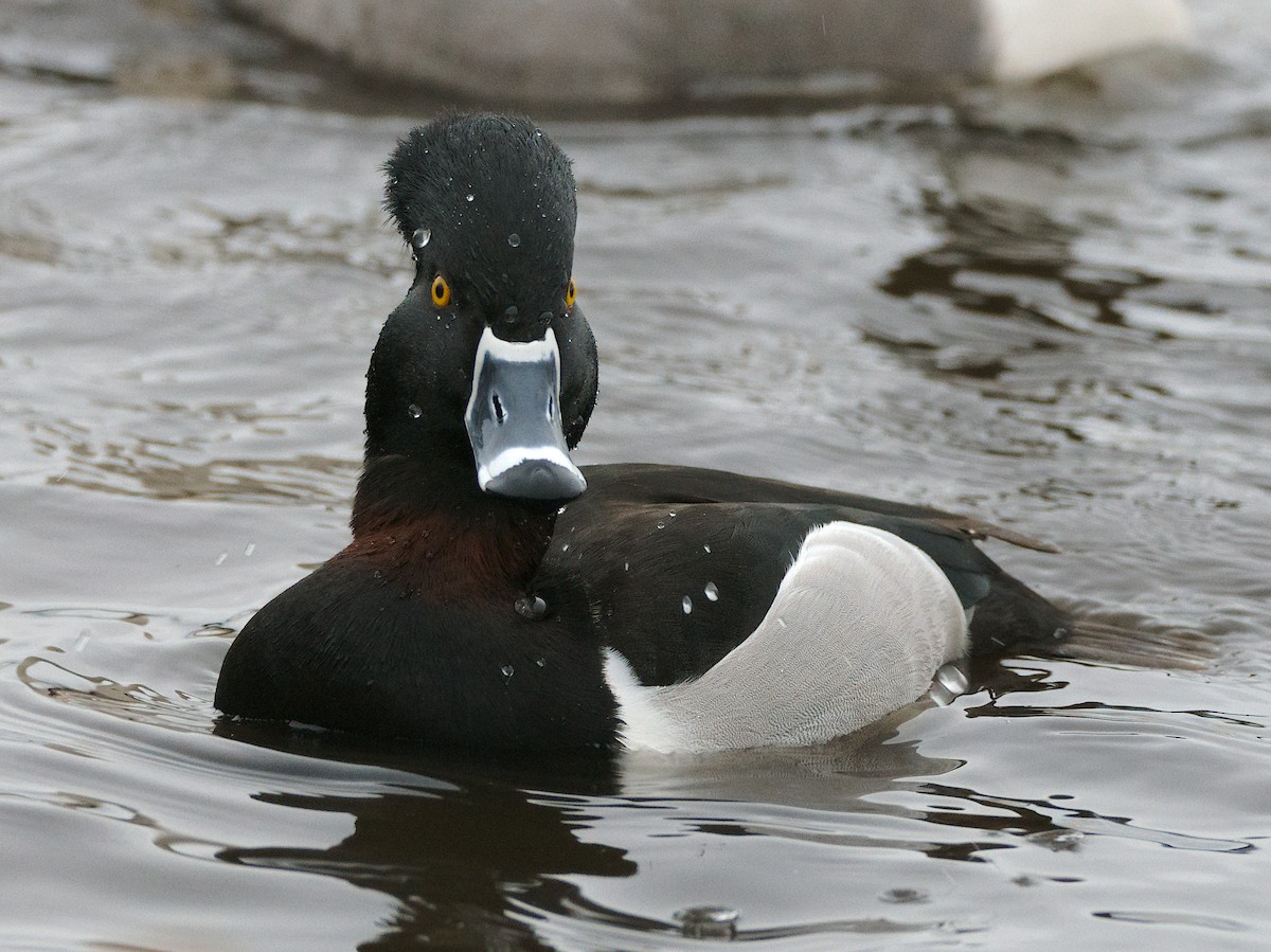 ringand - ML646933594