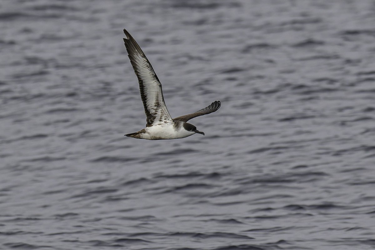 Gabai handia - ML646933595