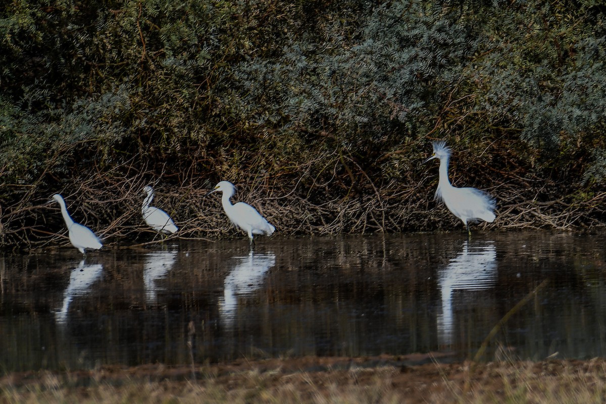 Snowy Egret - ML646933596