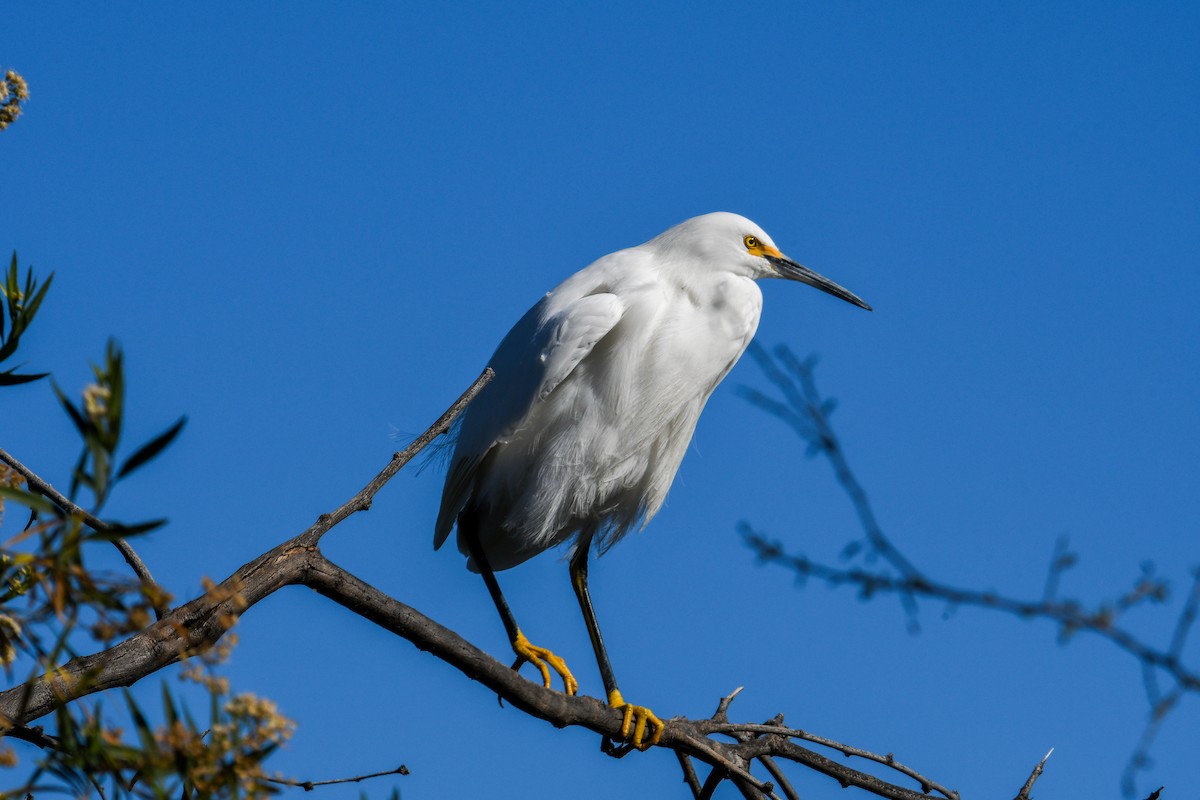Snowy Egret - ML646933597