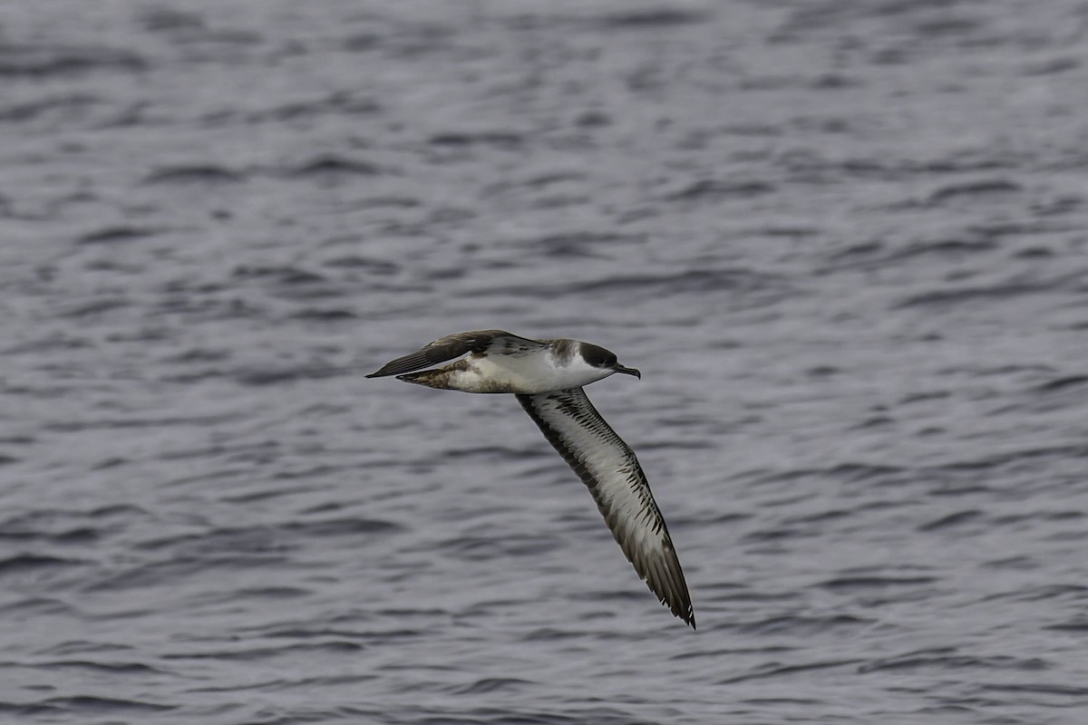 Gabai handia - ML646933598