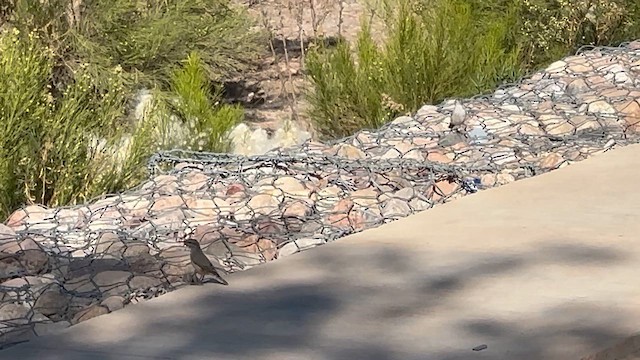 Орішець скельний - ML646933599