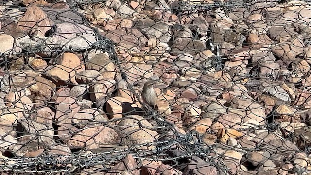 Орішець скельний - ML646933600