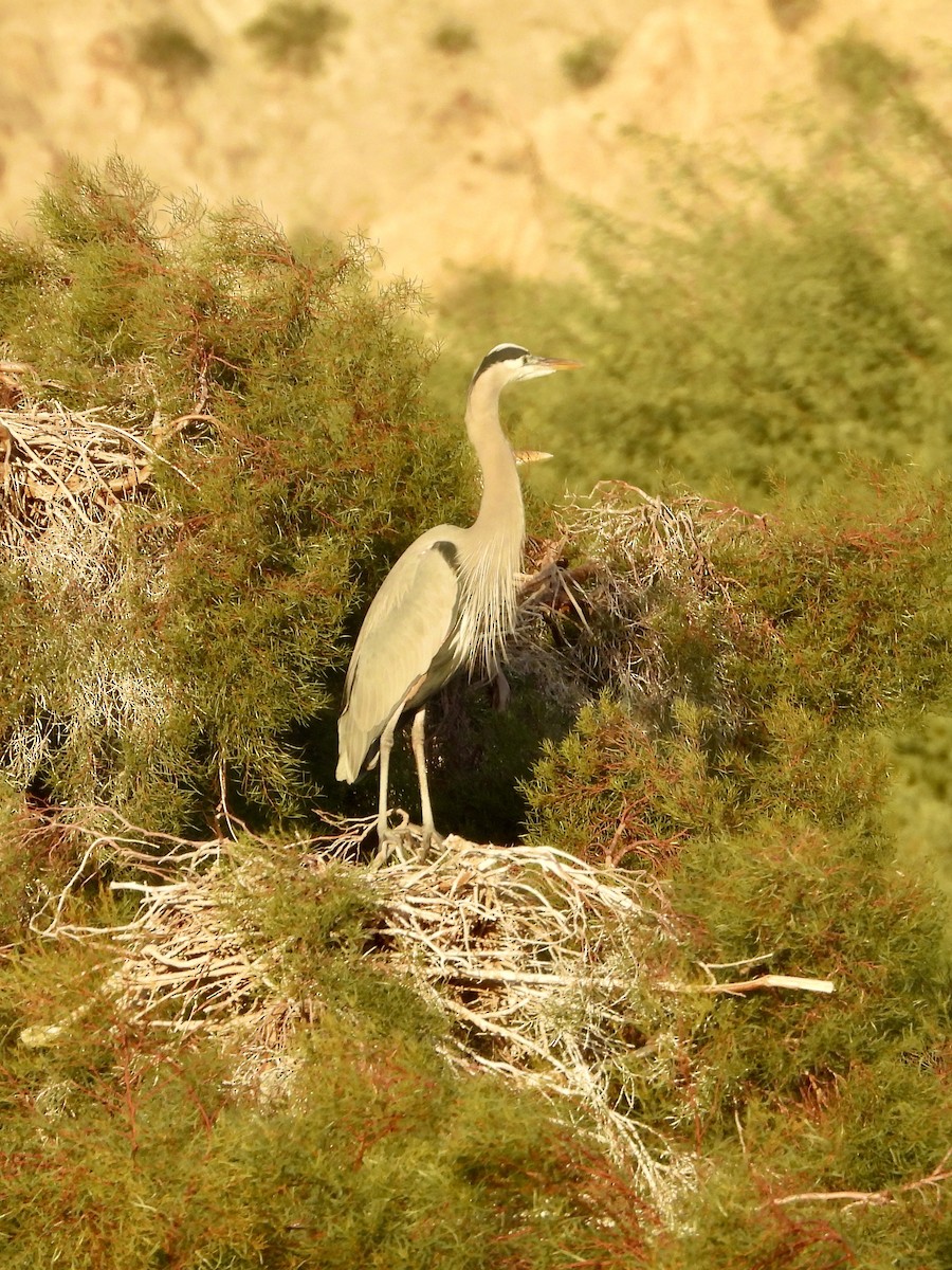 Great Blue Heron - ML646933603