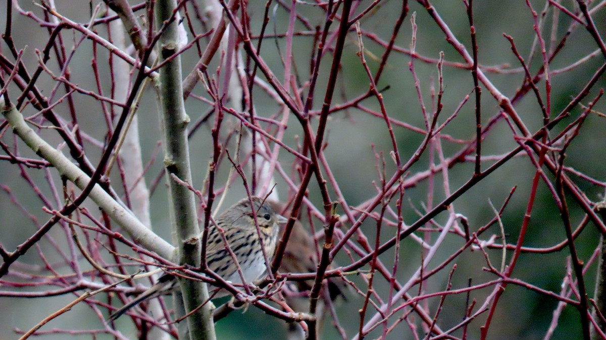 strnadec pruhohlavý - ML646933605