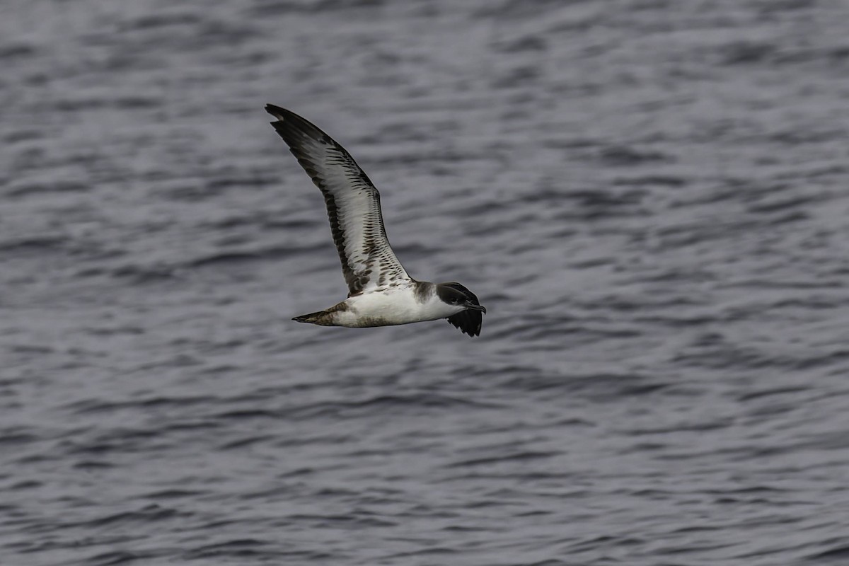 Gabai handia - ML646933606