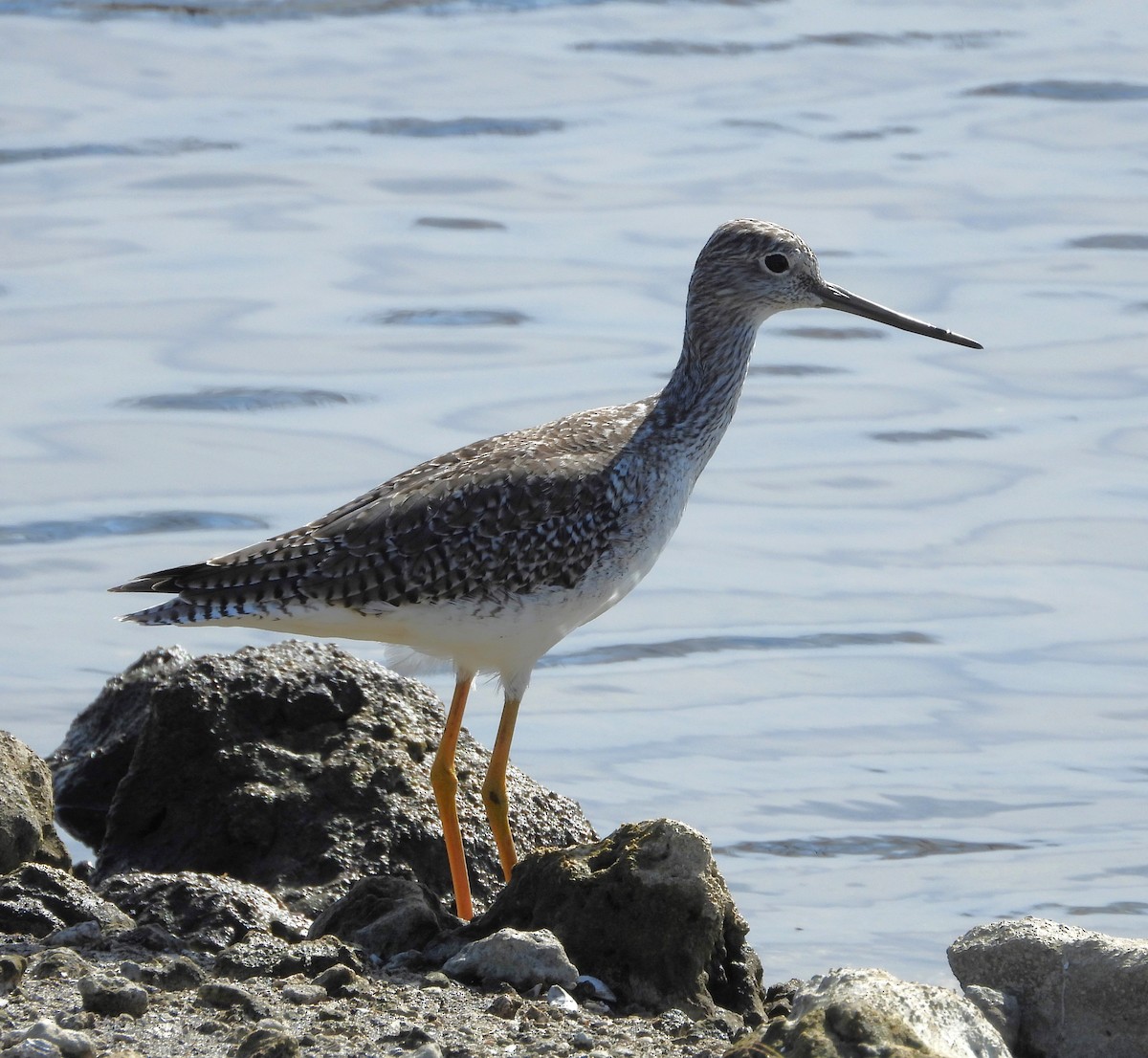 plystresnipe - ML646933607