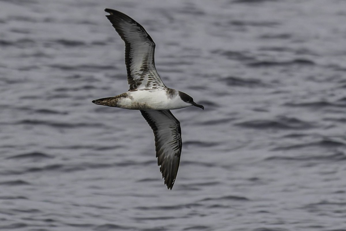 Gabai handia - ML646933608