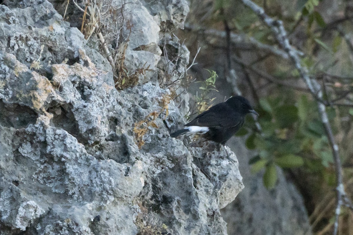 Black Wheatear - ML646933610