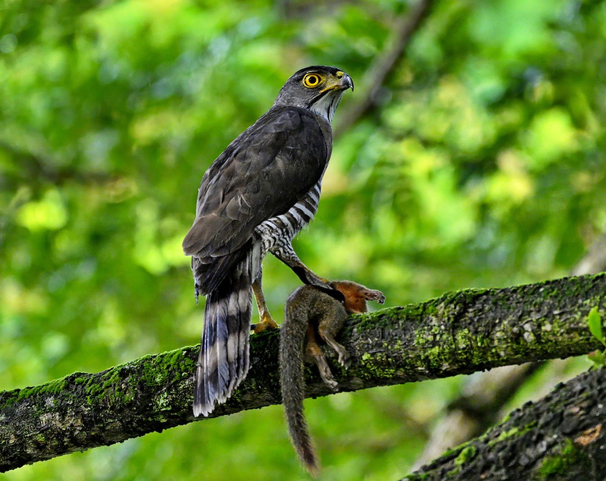 カンムリオオタカ - ML646933612