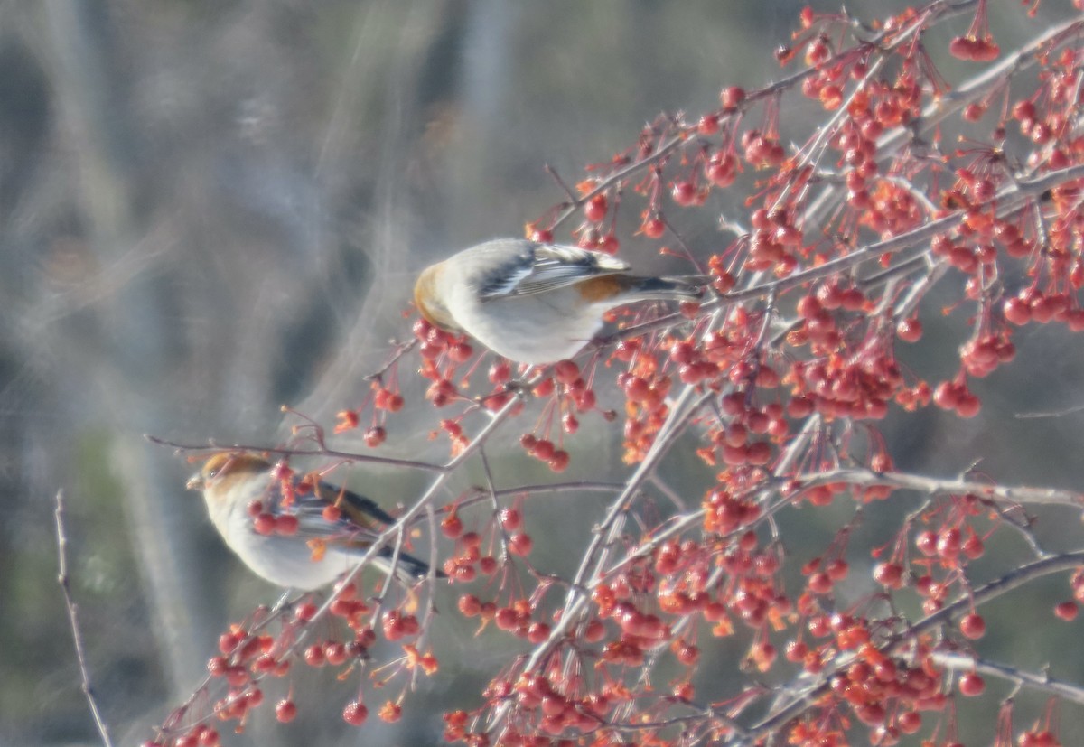 Pinu-gailupa - ML646933613