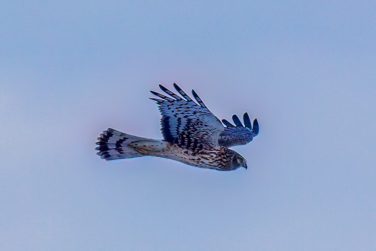 Hudsonweihe - ML646933619