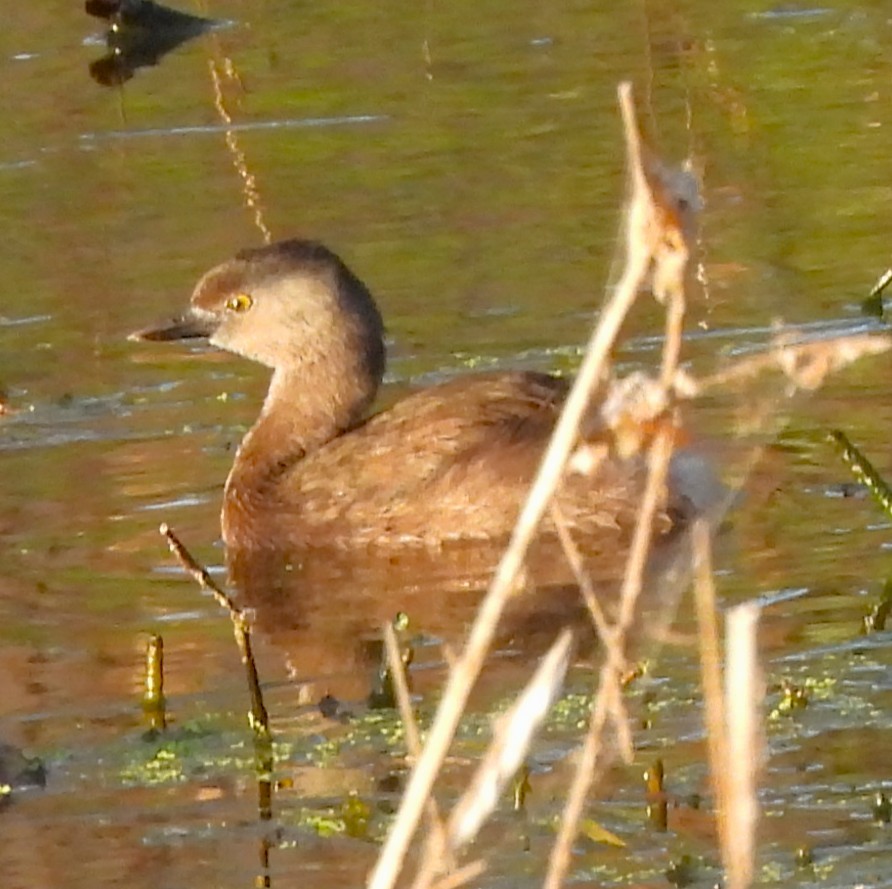 Least Grebe - ML646933623