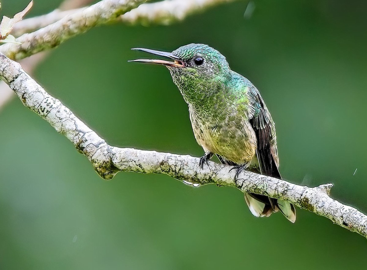 Чешуйчатогрудый саблекрыл - ML646933628