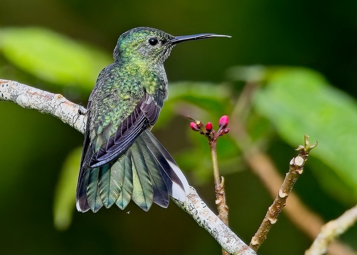 Чешуйчатогрудый саблекрыл - ML646933629