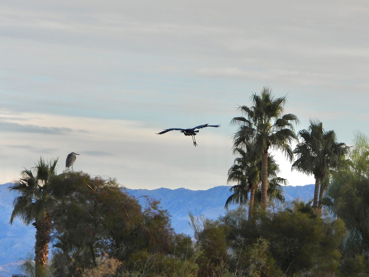 Great Blue Heron - ML646933633
