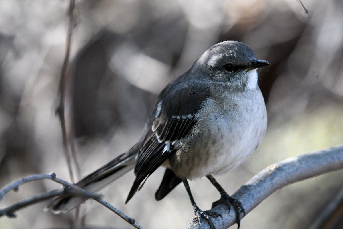 Northern Mockingbird - ML646933634