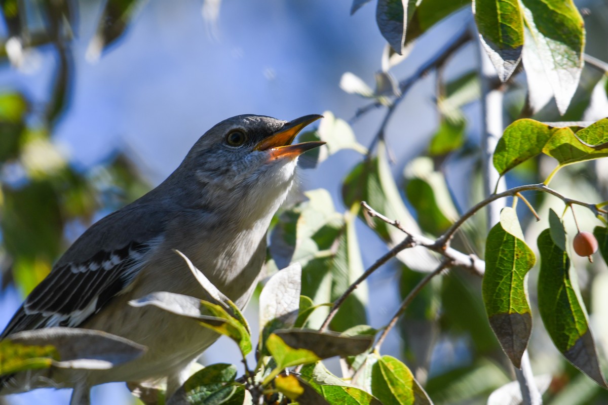Northern Mockingbird - ML646933635