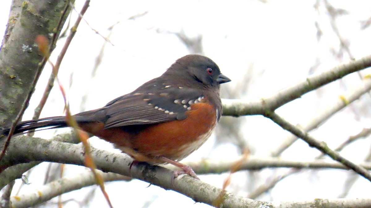 Spotted Towhee - ML646933644
