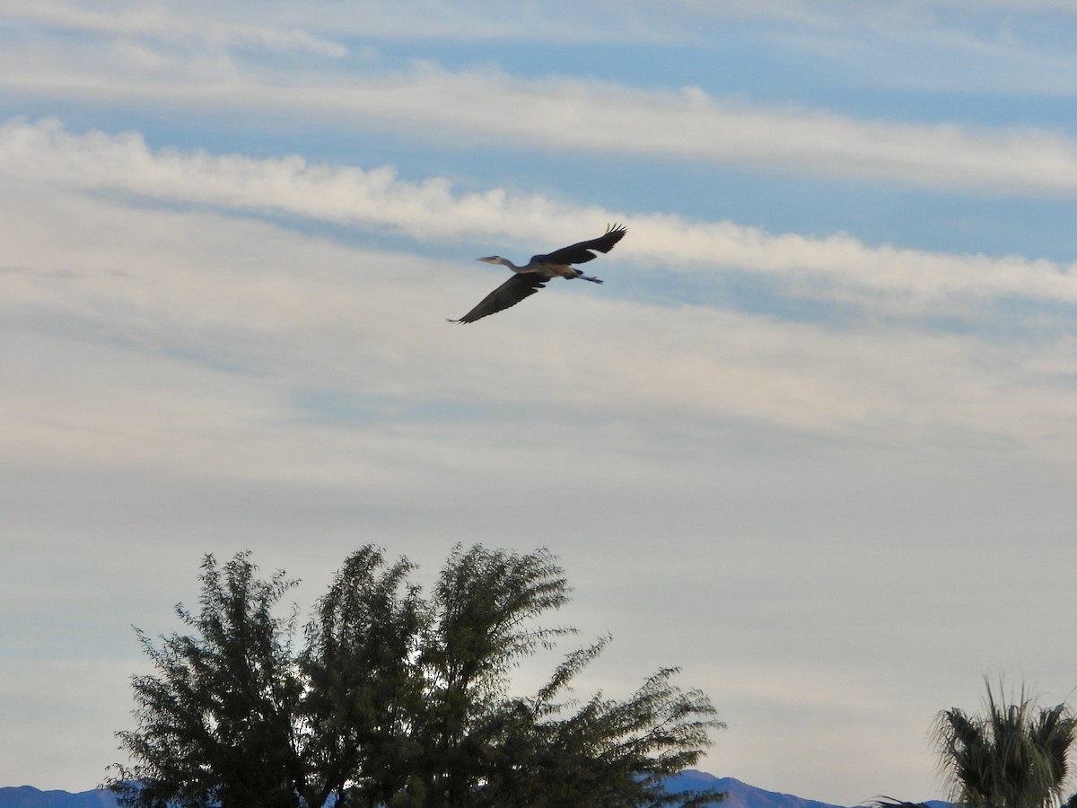 Great Blue Heron - ML646933654