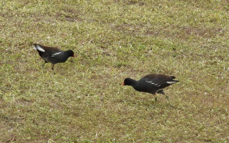 slípka americká - ML646933662