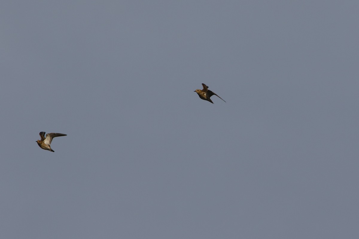 Сивка звичайна - ML646933668