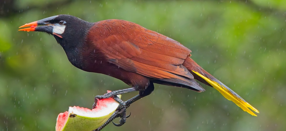 Montezuma Oropendola - ML646933679