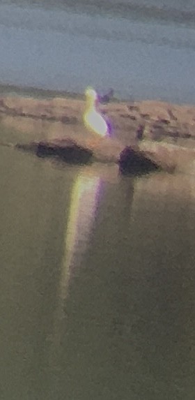 Пелікан рогодзьобий - ML646933682