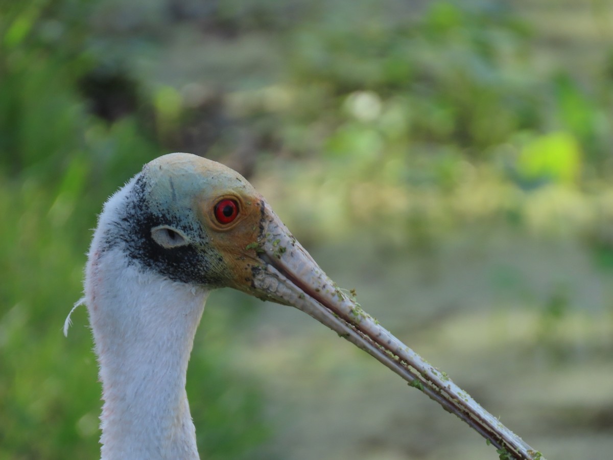 Roseate Spoonbill - ML646933690