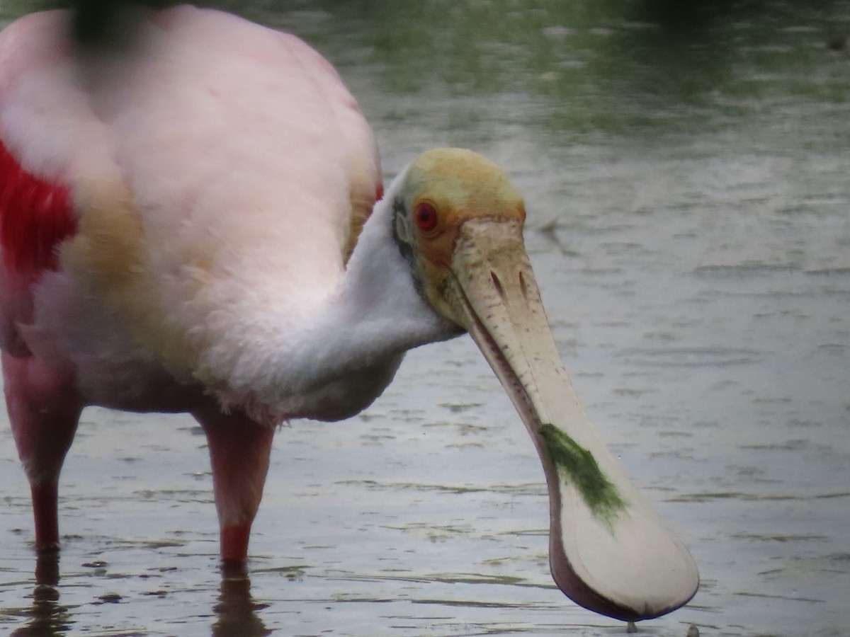 Roseate Spoonbill - ML646933691
