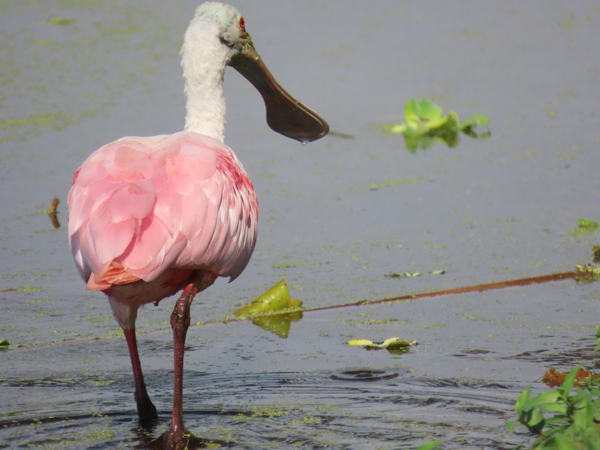 Roseate Spoonbill - ML646933692