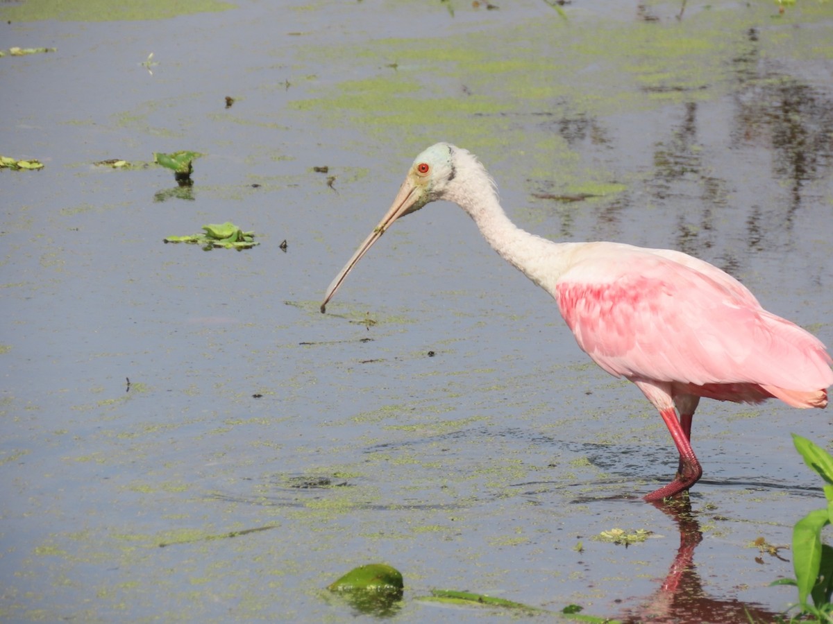 Roseate Spoonbill - ML646933693