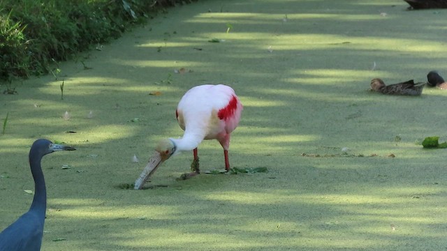 Косар рожевий - ML646933694