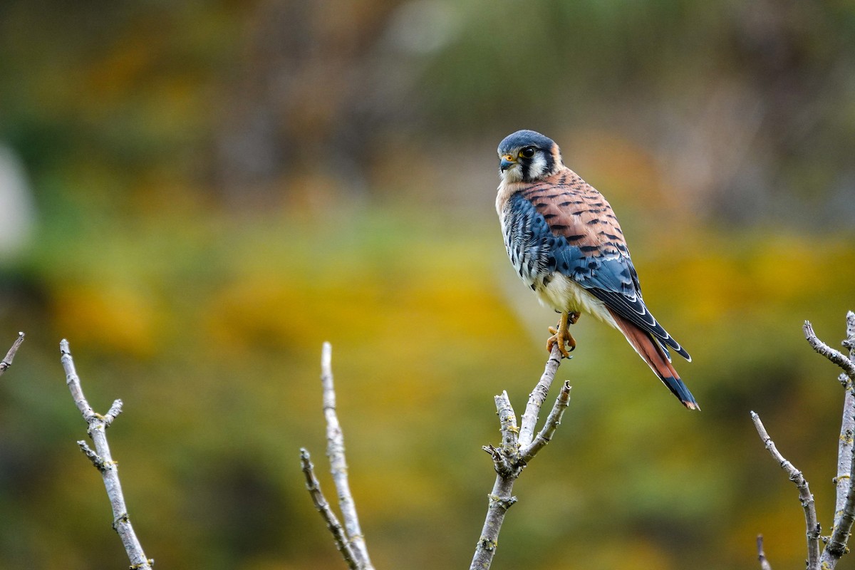 Боривітер американський - ML646933712