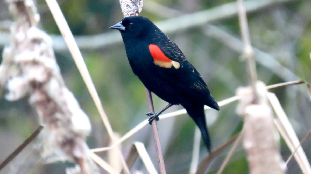 Red-winged Blackbird - ML646933720