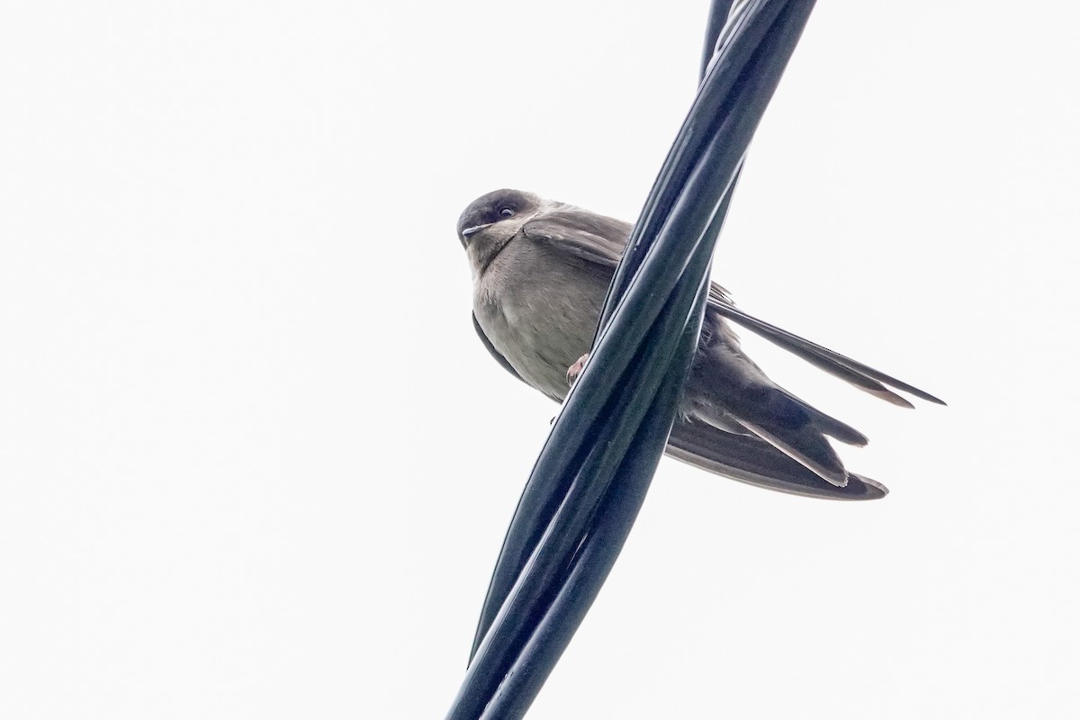 Ластовиця бурочерева - ML646933721