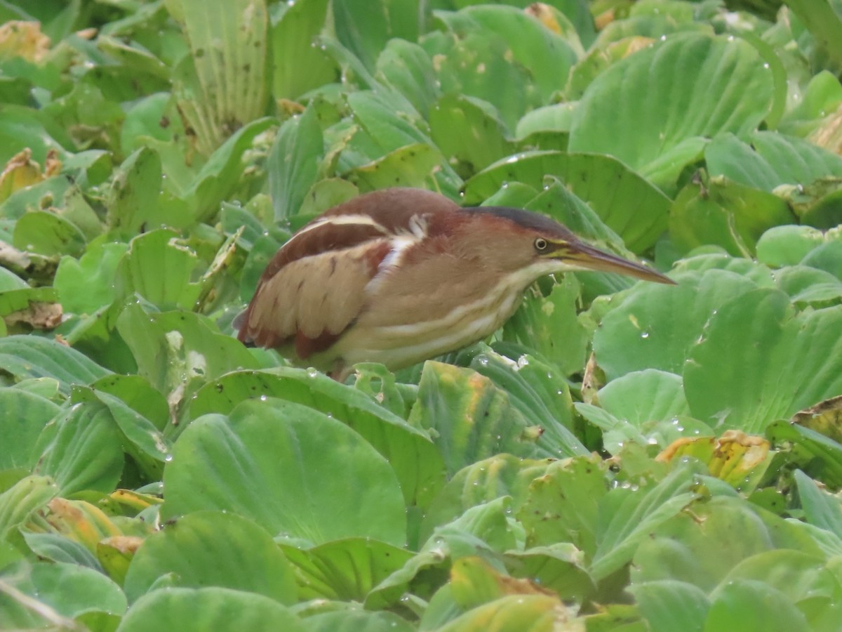 Petit Blongios - ML646933723